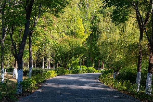 Tiro Perto Caminho Através Parque — Fotografia de Stock