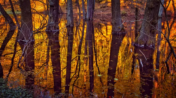 Reflet Des Arbres Sans Feuilles Coucher Soleil Sur Étang Dans — Photo