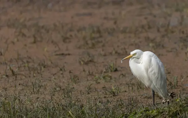 Primer Plano Gran Garza Blanca Campo — Foto de Stock