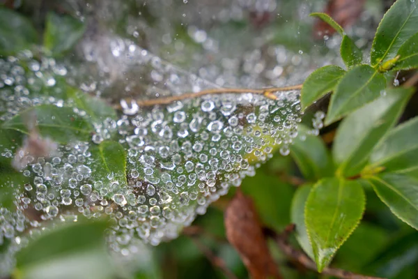 用蜘蛛网在植物叶上选择性地集中拍摄水滴 — 图库照片