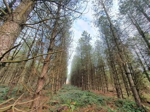 Una Vista Panorámica Del Bosque Pinos Con Árboles Densos Altos — Foto de Stock