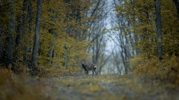 Ένα Ελάφι Κοιτάζει Την Κάμερα Ένα Φθινοπωρινό Δάσος — Φωτογραφία Αρχείου