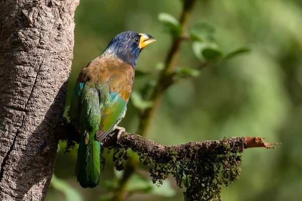 Oiseau Coloré Sur Une Branche Arbre — Photo