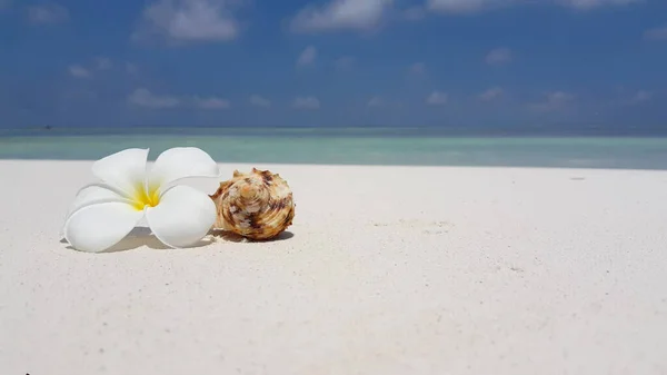 Una Plumeria Sabbia Bianca Una Chiocciola Conchiglia Sulla Spiaggia — Foto Stock