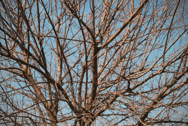 Närbild Skott Bara Grenar Ett Träd Mot Blå Himmel — Stockfoto