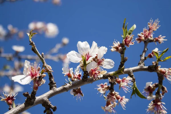 Blomstrende Kvist Med Sarte Blomster Kirsebærtræet Forår Kroatien - Stock-foto