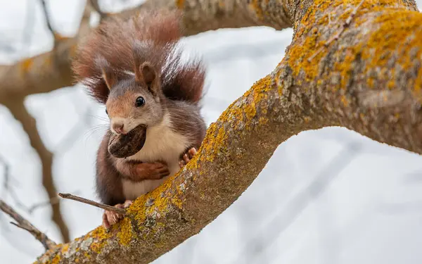 Close Esquilo Adorável Comendo Noz Sentado Ramo Árvore Musgosa — Fotografia de Stock