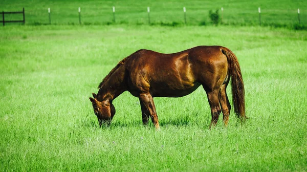 Una Vista Panorámica Caballo Marrón Pastando Hierba Verde Día Soleado — Foto de Stock