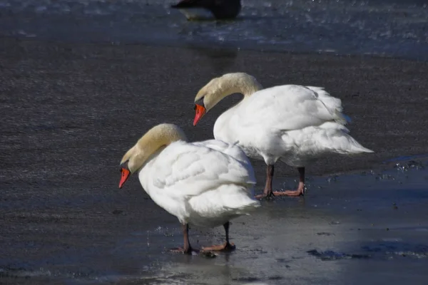 Une Vue Panoramique Deux Beaux Cygnes Sur Plage Plein Jour — Photo