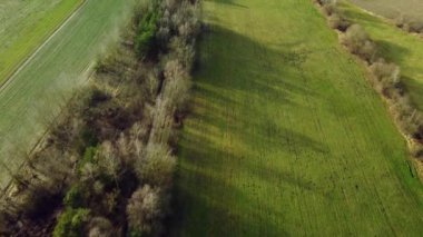 Yeşil vadiler arasında çizgili yapraksız kuru ağaçların havadan görünüşü