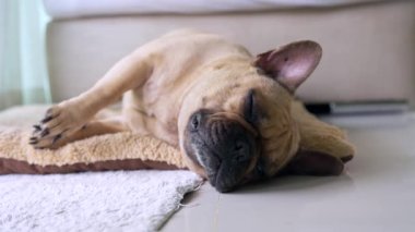 Halıda uyuyan sevimli bir Fransız bulldog 'un yakın çekimi.