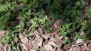 Vahşi ormandaki yeşil yaprakların içinde güneşlenen Eutropis longicaudata kertenkelesinin yakın plan çekimi.
