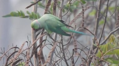 Ağaç anahtarında oturan yeşil bir kuş görüntüsü.