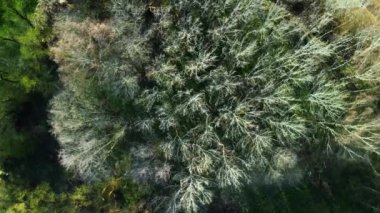 Sonbaharda göl suyunun etrafındaki ormandaki kuru yapraksız ağaçların üzerine bir hava çekimi yapıldı.