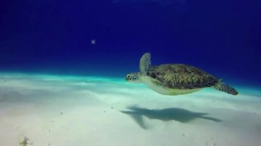 Raja Ampat, Endonezya sualtı dünyasında güzel bir kaplumbağa.