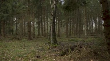 Hollanda 'nın Drenthe eyaleti Evertsbos ormanındaki güzel, sık ağaçların manzarası.