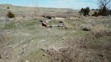 Bitkilerle dolu terk edilmiş bir arazinin görüntüsü ve bulutlu gökyüzünün altında yerden kesilen ağaçlar.