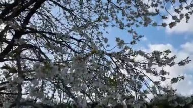 Rüzgarlı bir günde bulutlu bir gökyüzünde kiraz ağacı videosu.