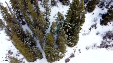 Kanada 'da karlı bir ormanın HD görüntüsü