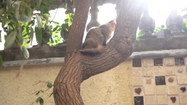 Madeira 'da güneşli bir parkta ağaç gövdesinde bir kedi.