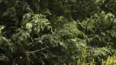 Ormandaki yeşil ladin dallarının güzel manzarası.