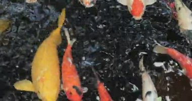 Göletteki koi balığı görüntüleri, Ubud, Bali, Endonezya