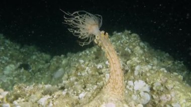 Alicia Mirabilis 'in güzel, yavaş hareket eden bir görüntüsü. Çilekli deniz şakayığı, su altında.