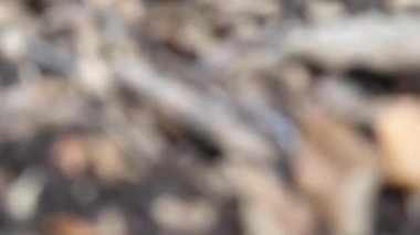 Yavaş bir solucanın (Anguis fragilis) kayaların ve düşen yaprakların arasında sürünürken çekilmiş yakın çekim görüntüleri.