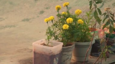 Kamera önce bitkilere doğru hareket ediyor sonra da traktöre doğru.