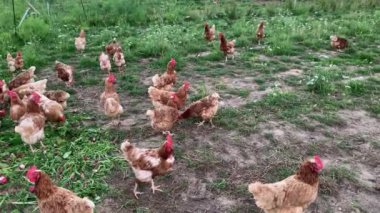 Bir grup IŞİD esmer tavuğu gün ışığında çim tarlasında otluyor.