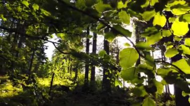 Arkasında ağaçlar olan yeşil bir kayın ağacı dalının yakın çekim görüntüleri.