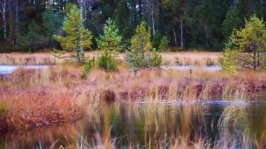Rüzgarlı bir günde bir gölet manzarası