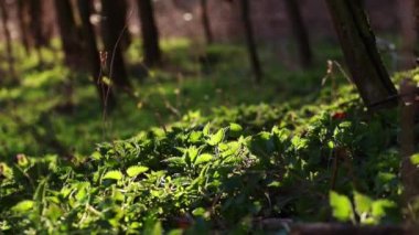 Güzel yeşil ısırgan otu Ormanda akşam güneşinde