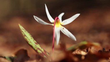 Bulanık bir arkaplanda titreşen sığ bir köpek dişi menekşesi (Erythronium dens-canis) çiçeği odağı
