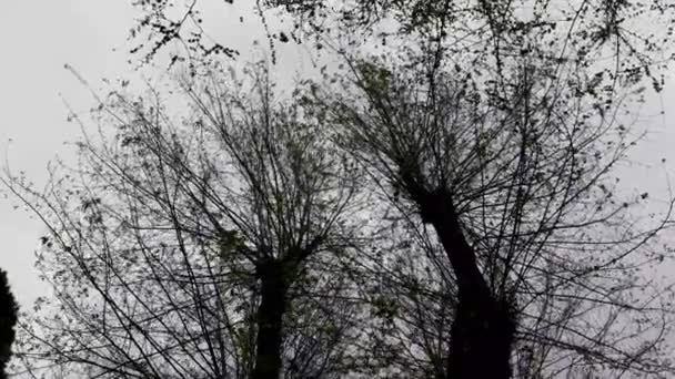 Aufnahmen Aus Dem Tiefflug Des Windes Der Äste Eines Baumes — Stockvideo