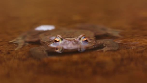 Ein Frosch Schwimmt Trüben Wasser Eines Teiches Großaufnahme — Stockvideo