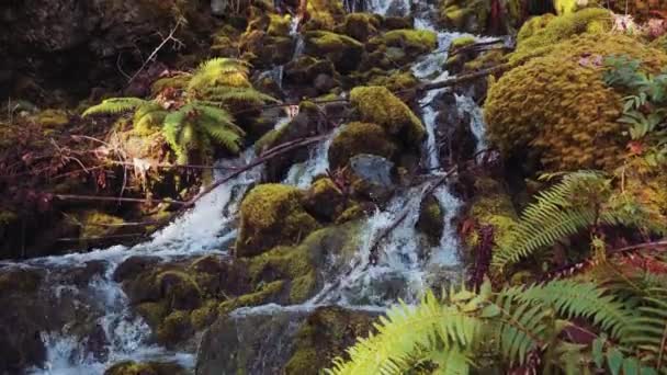 캐나다 브리티시컬럼비아주 밴쿠버 알버니 바위에 폭포의 아름다운 — 비디오