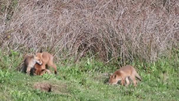 Een Prachtig Uitzicht Schattige Rode Vossen Welpen Hun Habitat — Stockvideo