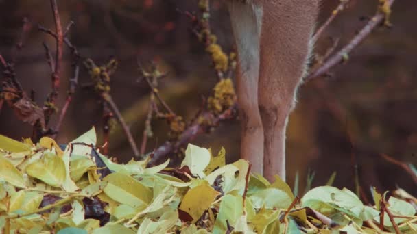 Black Tailed Deer Odocoileus Hemionus Columbianus — стокове відео