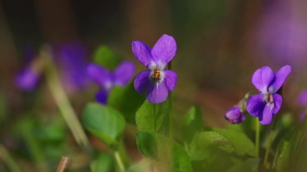 春は森の中で紫の甘いスミレを優しく動かす風 — ストック動画