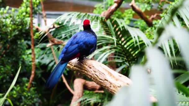 Hayvanat Bahçesindeki Ağaç Anahtarı Üzerinde Bir Tavus Kuşu Resmi — Stok video
