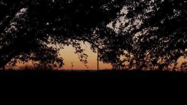 Naturalny Krajobraz Drzew Zachodzie Słońca Abilene — Wideo stockowe