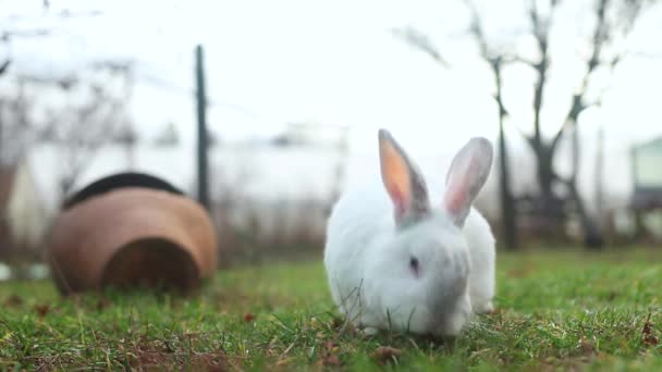 Footage Cute Little Bunny Eating Grass Farm Blurred Background — Stock Video