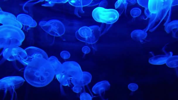 Una Vista Hermosas Medusas Mundo Submarino Raja Ampat Indonesia — Vídeos de Stock