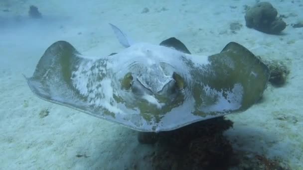 Underwater Footage Big Ray Fish Swimming — Stock Video