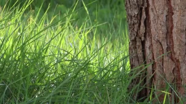 Fuerte Viento Soplando Sobre Hierba Verde Alta Vibrante Alrededor Viejo — Vídeo de stock