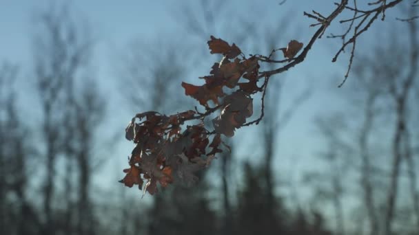 캐나다 위니펙에서 겨울에 의나무에 — 비디오