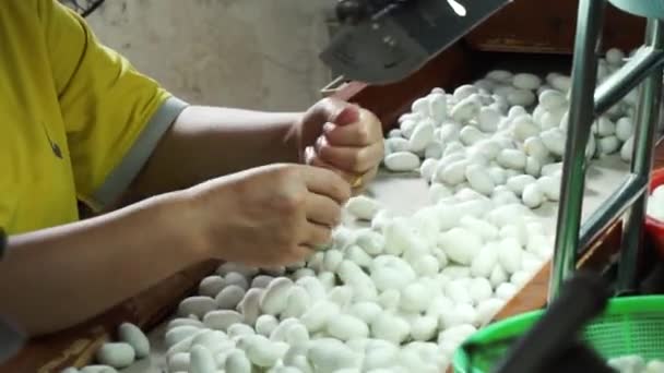 Silk Cocoons Left Silkworms — Stock Video