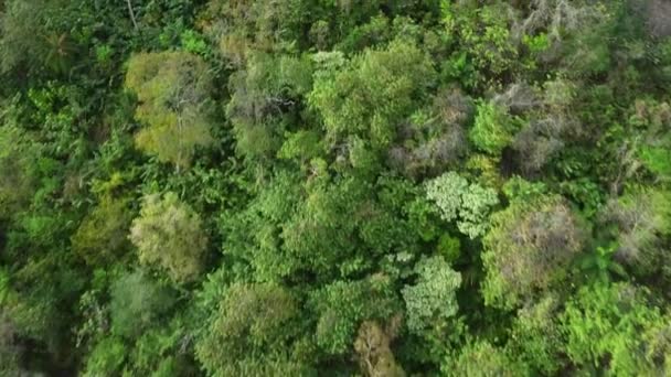 Drone Che Sorvola Tabor Che Mostra Albero Giallo Poui Piena — Video Stock