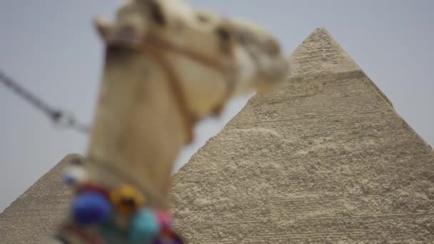 Egy Teve Egy Piramis Ellen Egyiptomban — Stock videók